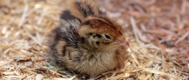 Event-Image for 'Das fr&uuml;he Huhn: F&uuml;hrung &laquo;Allerlei rund ums Ei&raquo; mit Tierf&uuml;tte'