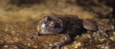 Event-Image for 'Das Konzert der Kreuz-Kr&ouml;ten und Gelbbauchunken'
