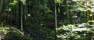 Event-Image for 'Das wilde Leben vor der Haustüre: Eine Entdeckungstour im Wa'