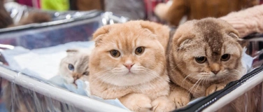 Event-Image for 'Celebrating the Love for Animals in the USA'