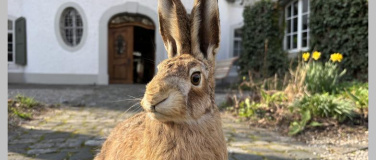 Event-Image for 'Den Hasen hinterher - Osterwettbewerb mit tollen Preisen'