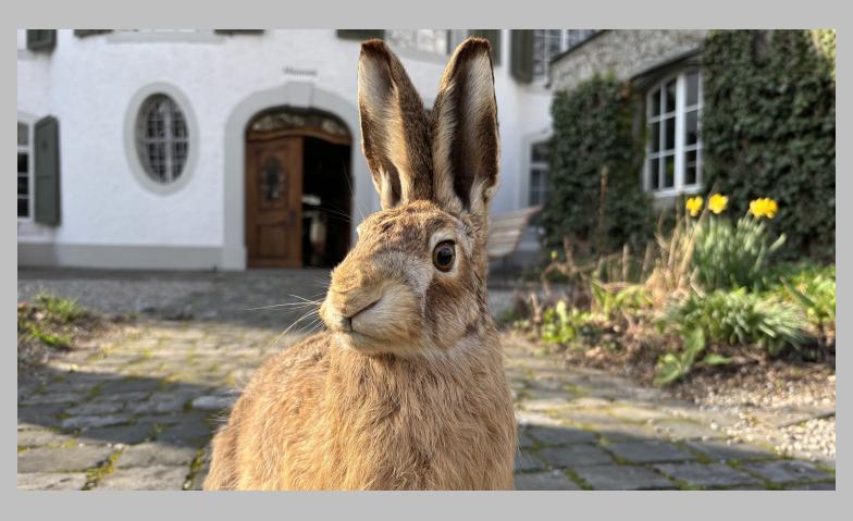 Event-Image for 'Den Hasen hinterher - Osterwettbewerb mit tollen Preisen'