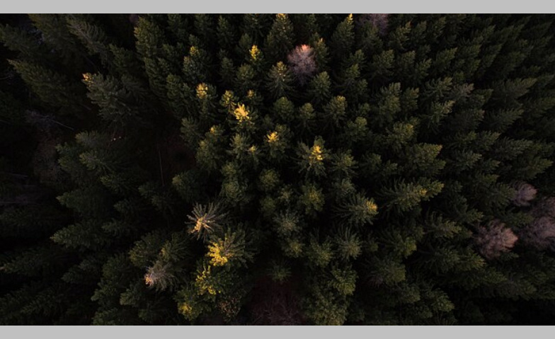 Event-Image for 'Der Schweizer Wald im Klimawandel'