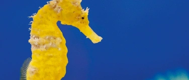 Event-Image for 'Dive Festival 2026'