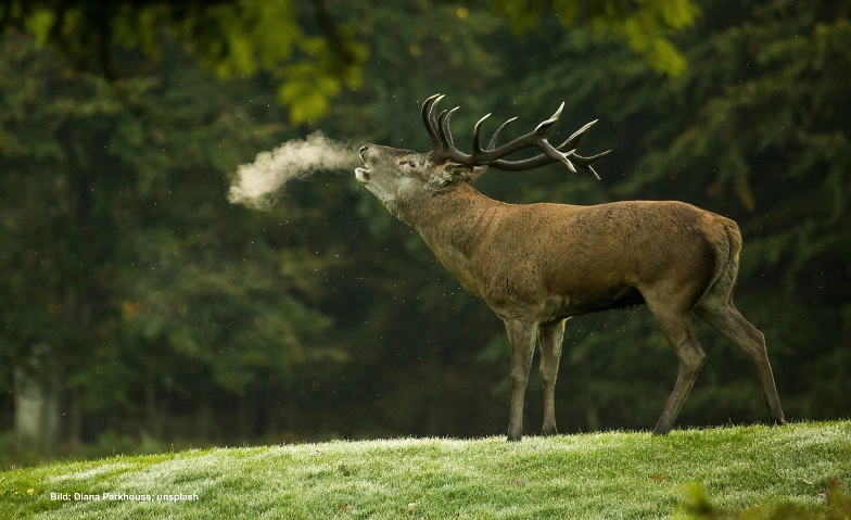 Event-Image for 'Dem Rotwild auf der Spur'
