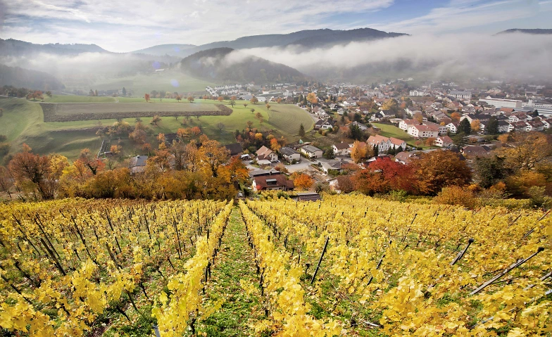 Führung im Rebberg Dielenberg Vereinshaus Rebbauern Dielenberg, Oberdorf, Dielenbergweg 11, 4436 Oberdorf Tickets