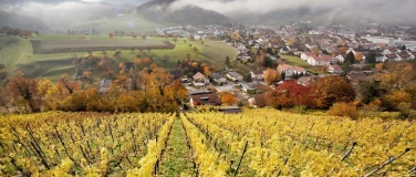 Event-Image for 'Führung im Rebberg Dielenberg'