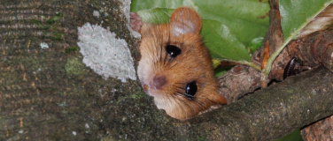 Event-Image for 'Die Nussjagd - eine Spurensuche nach der Haselmaus'