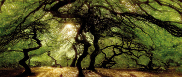 Event-Image for 'Die Seele des Waldes - Explora Live Show'