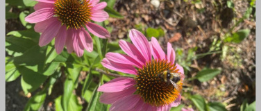 Event-Image for 'Die Vielfalt der Heilpfanzen'