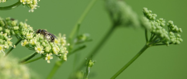 Event-Image for 'Die Welt der Wildbienen &ndash; Vielfalt, Verhalten, Lebensr&auml;ume'