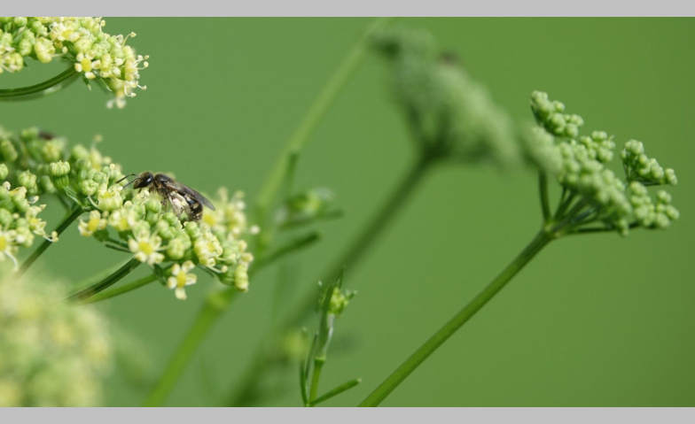 Event-Image for 'Die Welt der Wildbienen &ndash; Vielfalt, Verhalten, Lebensr&auml;ume'