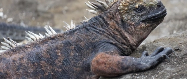 Event-Image for 'Die Galapagos-Inseln und ihre aussergewöhnliche Tierwelt'