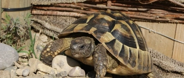Event-Image for 'Artgerechte Haltung von Europ&auml;ischen Landschildkr&ouml;ten'