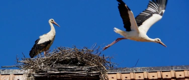 Event-Image for '1. NVM Foto- und Filmabend: Beobachtungen aus der Natur.'