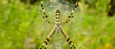 Event-Image for 'Unsere Spinnen in Haus, Wohnung und Garten'