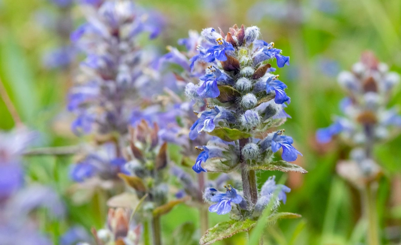 Event-Image for 'Wildkr&auml;uter-Erlebnis'