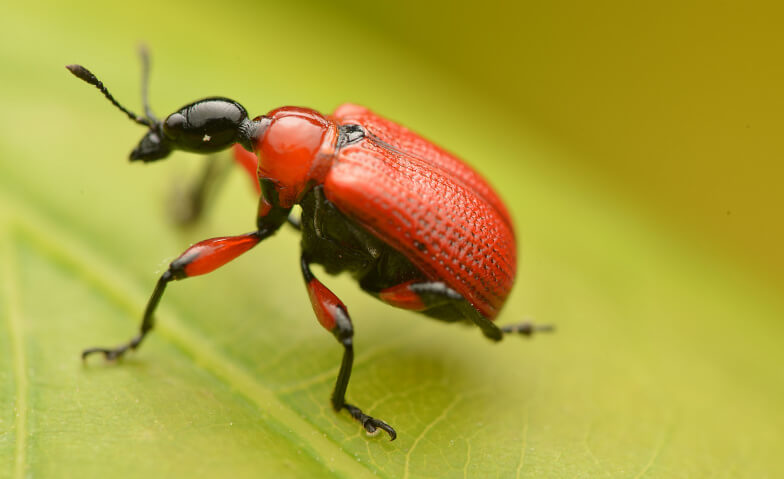 Vielfalt auf sechs Beinen: Artenreichtum einheimischer Käfer Online-Event Tickets