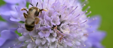 Event-Image for 'Meditation, den Fr&uuml;hling begr&uuml;ssen mit Beltana'