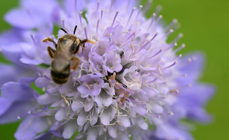 Meditation, den Frühling begrüssen mit Beltana