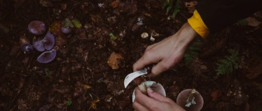 Event-Image for 'WILD FUNGI FOREST TOURS / LEARN THE ART OF MUSHROOM HUNTING'