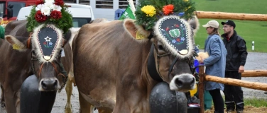 Event-Image for 'Viehschau und Bauernchilbi St. Gallenkappel'