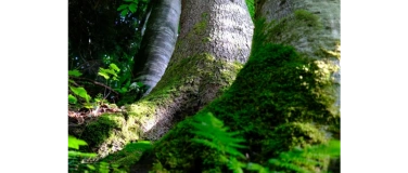 Event-Image for 'Yoga Workshop Root & Reset'