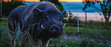 Event-Image for 'Vondue with Pigs'