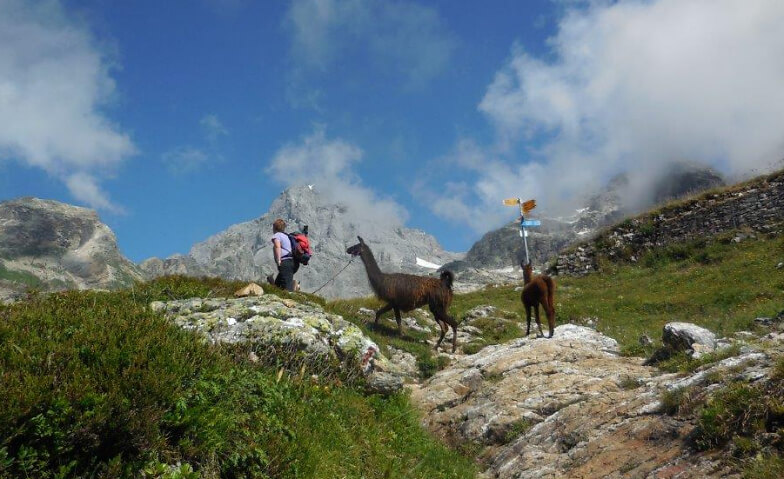 Event-Image for 'Schulreise Sommer 2025: Lamatrekking Bristen'