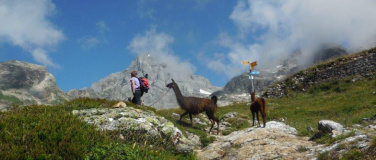 Event-Image for 'Schulreise Sommer 2025: Lamatrekking Bristen'
