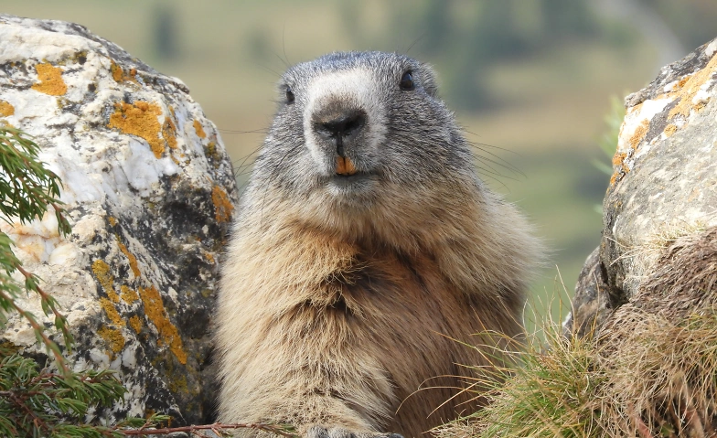 Event-Image for 'Ausstellung Monika Wasser "Kostbare Begegnungen"'