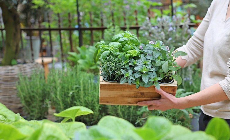 Event-Image for 'Kr&auml;uterwoche'