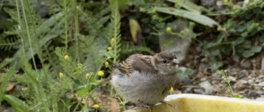Event-Image for 'Early Bird Spaziergänge'