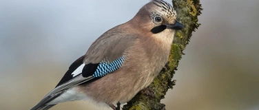 Event-Image for 'NVVT Fr&uuml;hlingsexkursion in Trimbach'