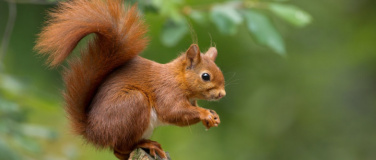Event-Image for 'Eichhörnchen - eine Abendführung mit der Direktorin'