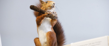 Event-Image for 'Eichhörnchen in Winterthur - was machen sie den ganzen Tag?'
