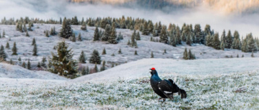 Event-Image for 'Ein Abend mit Levi Fitze'