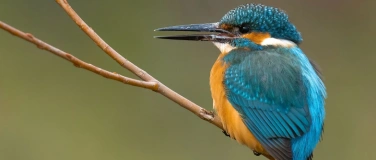 Event-Image for 'Der Eisvogel: Fliegender Edelstein an unseren Gew&auml;ssern'