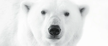 Event-Image for 'SPITZBERG, Alain Epplé'