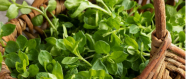 Event-Image for 'Essbare Natur - Fr&uuml;hlingserwachen'