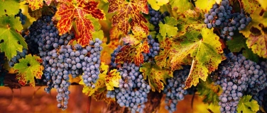 Event-Image for 'Herbstdegustation'