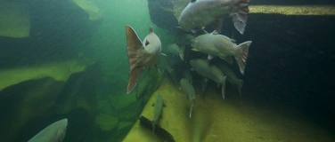 Event-Image for 'Lachs Comeback - WWF'