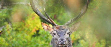 Event-Image for 'Wieder zu Hause &ndash; die R&uuml;ckkehr  der grossen Wildtiere - WWF'