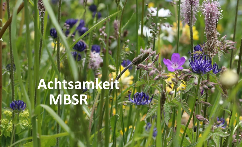MBSR 8-Wochenkurs in Luzern - Abend