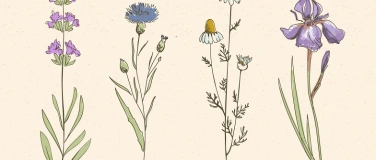 Event-Image for 'Botanisches Zeichnen &ndash; die Kunst der Naturbeobachtung'
