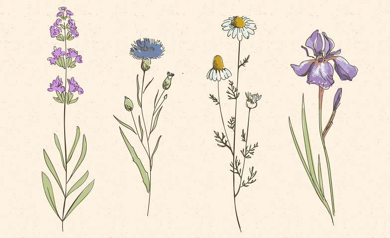 Botanisches Zeichnen &ndash; die Kunst der Naturbeobachtung Kulturmuseum St.Gallen, St. Gallen Tickets