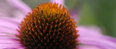 Event-Image for 'Heilpflanzen-Wissen f&uuml;r Fachleute und Laien (Phytotherapie)'