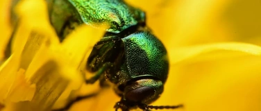 Event-Image for '&laquo;Solothurner Insektentag 2026&raquo; Insektenpirsch am Nachmittag'