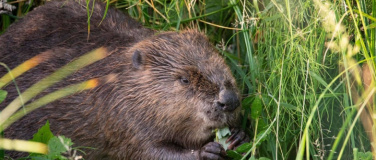 Event-Image for 'FamilienSonntag'