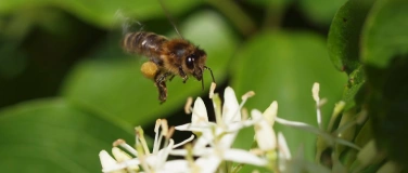 Event-Image for 'Rehetobler Tagung: Biodiversität, Biene und Agri-Kultur'